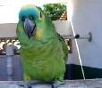 Cover-bird of the Michael Jackson